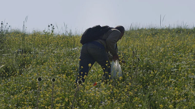 Hombre palestino cosechando plantas