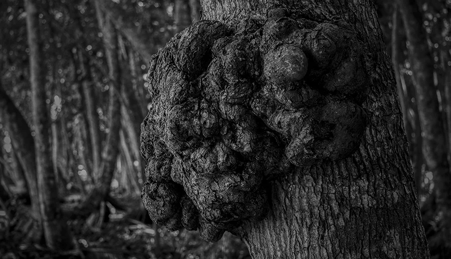 Tronco de arbol en blanco y negro